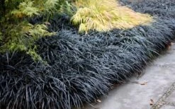 Black Mondo Grass - Ophiopogon Planiscapus 'Nigrescens' - 10 Pack Of Pint Pots -Garden Plant Shop Mondo Grass Black 12 3