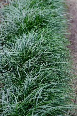 Tall Mondo Grass - 1 Gallon Pot -Garden Plant Shop Mondo Grass Black 23 6