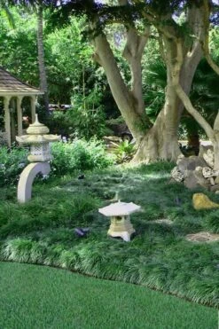 Tall Mondo Grass - 6 Pack Of 1 Gallon Pots - ON SALE! -Garden Plant Shop Mondo Grass Black 25 1