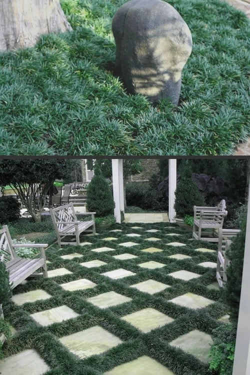 Dwarf Mondo Grass - 32 Pack Of 2.5" Pots 4 Dwarf Mondo Grass - 32 Pack Of 2.5" Pots - Image 4