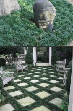 Dwarf Mondo Grass - 18 Count Flat Of Pint Pots 11 Dwarf Mondo Grass - 18 Count Flat Of Pint Pots -Garden Plant Shop Mondo Grass Dwarf Rev 500x750 2