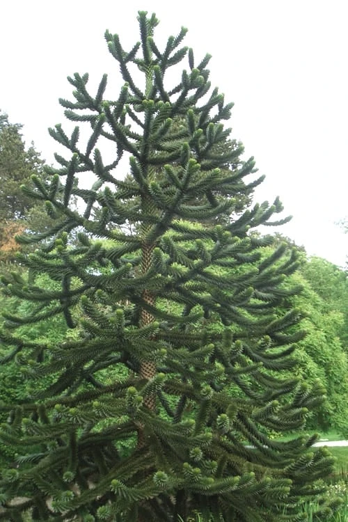 Monkey Puzzle Tree (Araucaria Auracana) - 8" Pot (16-18") 5 Monkey Puzzle Tree (Araucaria Auracana) - 8" Pot (16-18") - Image 5