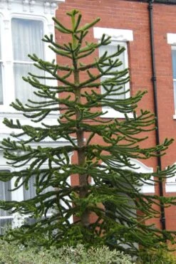 Monkey Puzzle Tree - Araucaria Auracana - 3 Gallon Pot -Garden Plant Shop Monkey Puzzle Tree 3 2