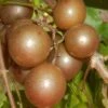 Carlos Bronze Muscadine Grape Vine - 6 Pack Of 1 Gallon Pots