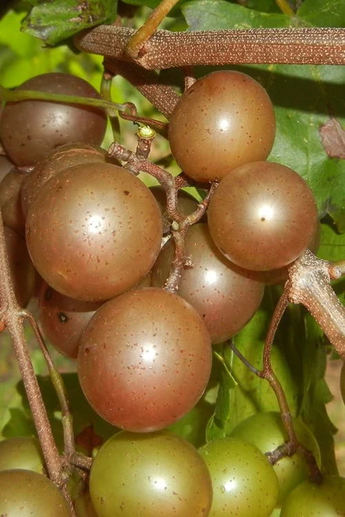 Carlos Bronze Muscadine Grape Vine - 6 Pack Of 1 Gallon Pots 1 Carlos Bronze Muscadine Grape Vine - 6 Pack Of 1 Gallon Pots