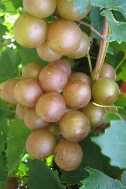 Fry Bronze Muscadine Grape Vine - 6 Pack Of 1 Gallon Pots 1 Fry Bronze Muscadine Grape Vine - 6 Pack Of 1 Gallon Pots