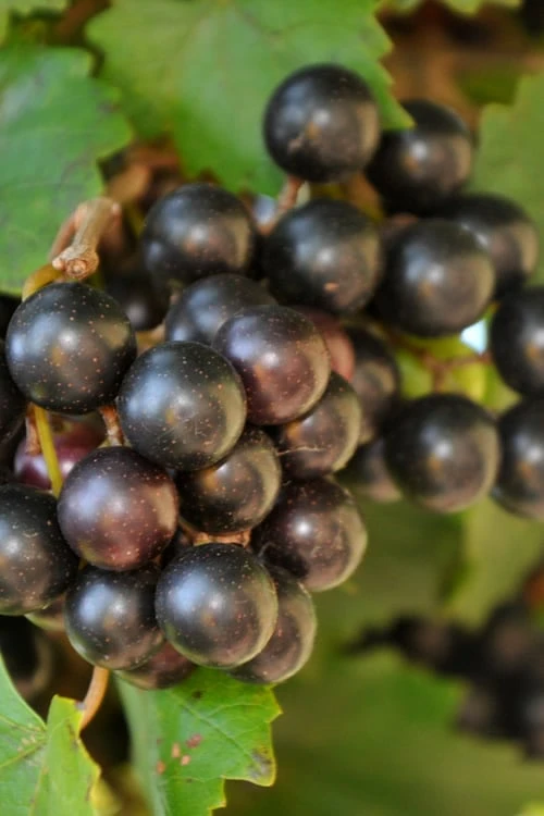 Noble Muscadine Grape Vine (Self Fertile) - 1 Gallon Pot 1 Noble Muscadine Grape Vine (Self Fertile) - 1 Gallon Pot