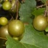 Summit Muscadine - 1 Gallon Pot
