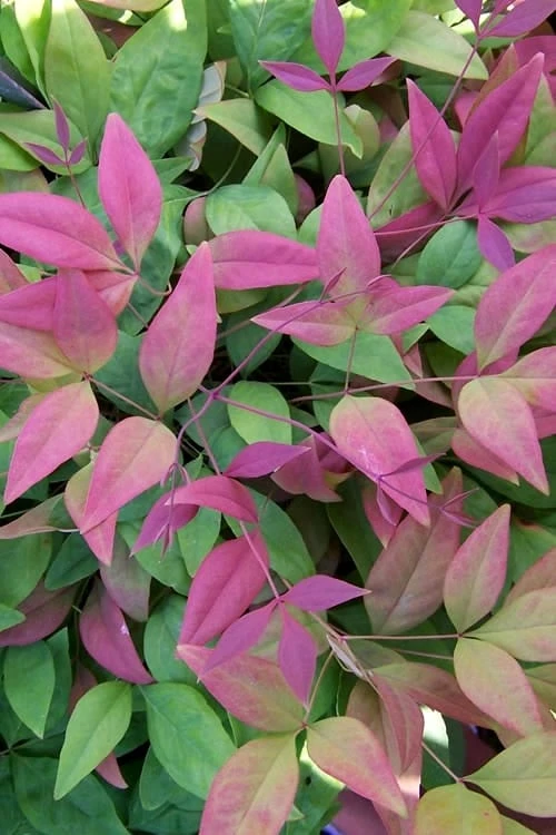 Blush Pink Nandina - 1 Gallon Pot 1 Blush Pink Nandina - 1 Gallon Pot
