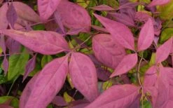 Blush Pink Nandina - 1 Gallon Pot 11 Blush Pink Nandina - 1 Gallon Pot -Garden Plant Shop Nandina Blush Pink Foliage Closeup