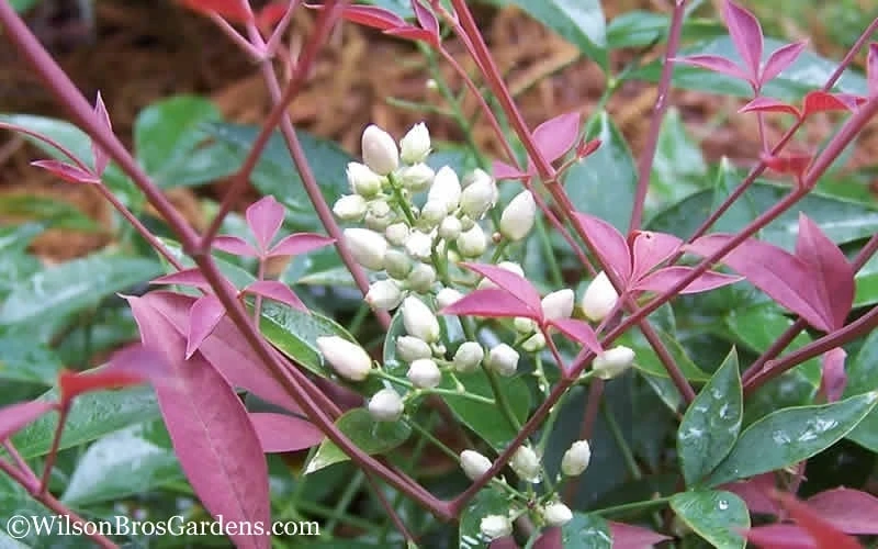Flirt Dwarf Nandina - 2 Gallon Pot 5 Flirt Dwarf Nandina - 2 Gallon Pot - Image 5