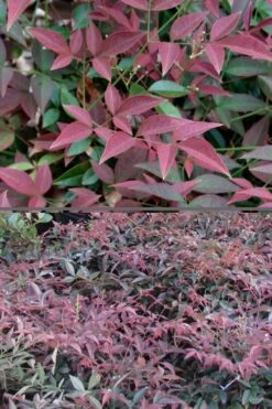 Flirt Dwarf Nandina - 2 Gallon Pot 11 Flirt Dwarf Nandina - 2 Gallon Pot -Garden Plant Shop Nandina Flirt 500x750 3
