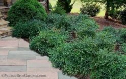 Harbor Belle Dwarf Nandina - 6 Pack Of 1 Gallon Pots -Garden Plant Shop Nandina Harbor Belle 11 1