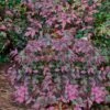 Harbor Belle Dwarf Nandina - 6 Pack Of 1 Gallon Pots