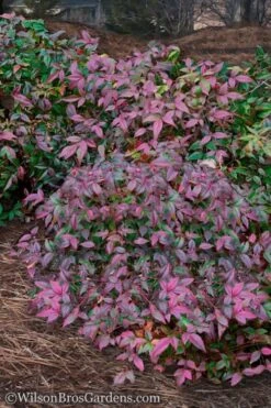 Harbor Belle Dwarf Nandina - 6 Pack Of 1 Gallon Pots
