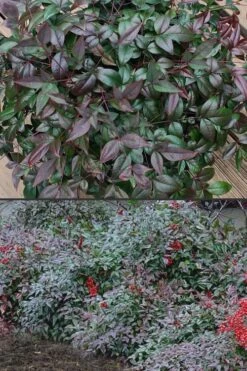 Harbor Belle Dwarf Nandina - 3 Gallon Pot -Garden Plant Shop Nandina Harbor Belle 500x750 3