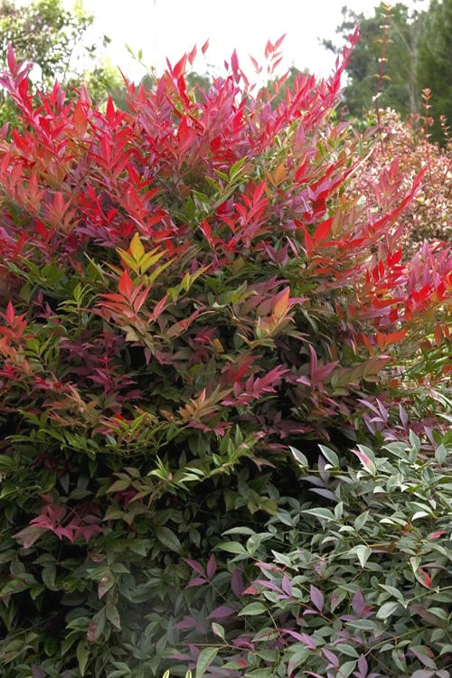 Obsession Nandina - 1 Gallon Pot 1 Obsession Nandina - 1 Gallon Pot