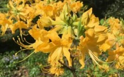 Admiral Semmes Native Azalea - Rhododendron - 1 Gallon Pot -Garden Plant Shop Native Azalea Admiral Semmes 10 1