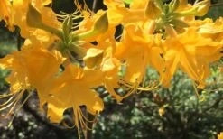 Admiral Semmes Native Azalea - Rhododendron - 1 Gallon Pot -Garden Plant Shop Native Azalea Admiral Semmes 12 1