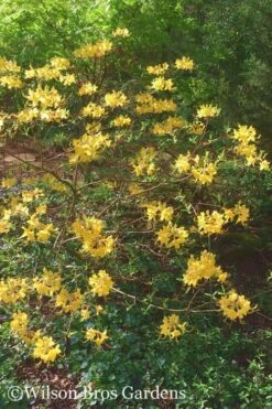 Admiral Semmes Native Azalea - Rhododendron - 1 Gallon Pot -Garden Plant Shop Native Azalea Admiral Semmes 22 500x750 2