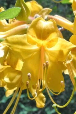 Admiral Semmes Native Azalea - Rhododendron - 3 Gallon Pot -Garden Plant Shop Native Azalea Admiral Semmes 500x750 1