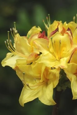 Canary Isles Aromi Azalea (Rhododendron Hybrid) - 3 Gallon Pot -Garden Plant Shop Native Azalea Canary Isles 4