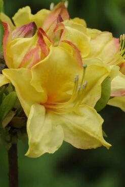 Canary Isles Aromi Azalea (Rhododendron Hybrid) - 3 Gallon Pot -Garden Plant Shop Native Azalea Canary Isles 5