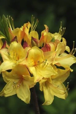 Canary Isles Aromi Azalea (Rhododendron Hybrid) - 3 Gallon Pot -Garden Plant Shop Native Azalea Canary Isles 7