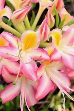 Candy Stripe Native Azalea (Rhododendron Flammeum) - 3 Gallon Pot -Garden Plant Shop Native Azalea Candy Stripe 2