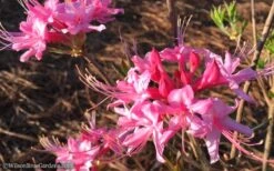 Candy Striper Native Azalea - Rhododendron Canescens - 3 Gallon Pot -Garden Plant Shop Native Azalea Candy Striper 1