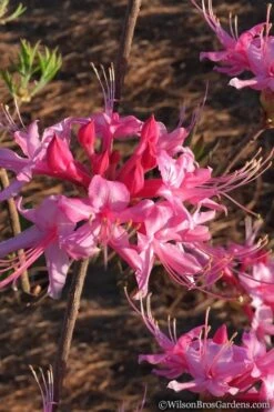 Candy Striper Native Azalea - Rhododendron Canescens - 3 Gallon Pot -Garden Plant Shop Native Azalea Candy Striper 2