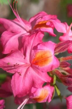 Country Cousin Pink Aromi Azalea (Rhododendron Hybrid) - 3 Gallon Pot -Garden Plant Shop Native Azalea Country Cousin 3