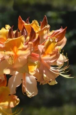 Dancing Rabbit Aromi Azalea (Rhododendron Hybrid) - 3 Gallon Pot -Garden Plant Shop Native Azalea Dancing Rabbit 2