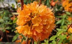 Dons Variegated Native Azalea - Rhododendron - 1 Gallon Pot -Garden Plant Shop Native Azalea Dons Variegated 10