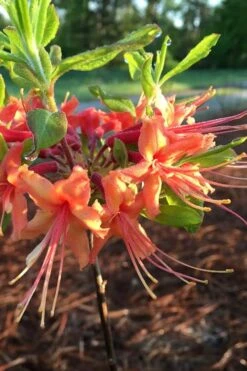 Evening Sunset Native Azalea (Rhododendron Austrinum) - 3 Gallon Pot -Garden Plant Shop Native Azalea Evening Sunset 1