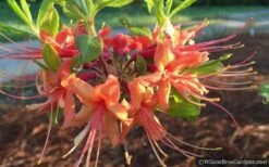 Evening Sunset Native Azalea (Rhododendron Austrinum) - 3 Gallon Pot -Garden Plant Shop Native Azalea Evening Sunset 2