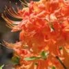 Evening Sunset Native Azalea (Rhododendron Austrinum) - 3 Gallon Pot