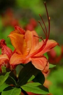 Flame Azalea (Rhododendron Calendulaceum) - 3 Gallon Pot -Garden Plant Shop Native Azalea Flame 1