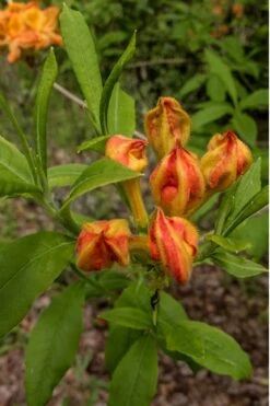 Flame Azalea (Rhododendron Calendulaceum) - 3 Gallon Pot -Garden Plant Shop Native Azalea Flame 14