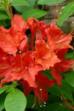 Flame Azalea (Rhododendron Calendulaceum) - 3 Gallon Pot -Garden Plant Shop Native Azalea Flame 16
