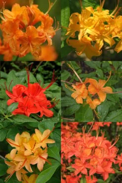 Flame Azalea (Rhododendron Calendulaceum) - 3 Gallon Pot -Garden Plant Shop Native Azalea Flame 17