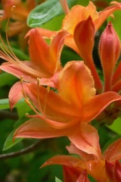 Flame Azalea (Rhododendron Calendulaceum) - 3 Gallon Pot -Garden Plant Shop Native Azalea Flame 4