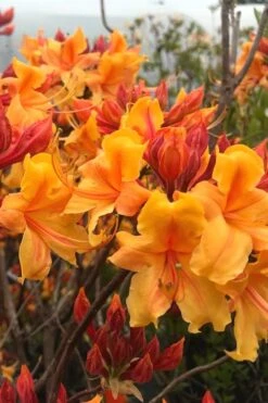 Four Kings Aromi Azalea (Rhododendron Hybrid) - 1 Gallon Pot 9 Four Kings Aromi Azalea (Rhododendron Hybrid) - 1 Gallon Pot -Garden Plant Shop Native Azalea Four Kings 8 1