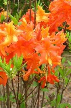 Frontier Gold Aromi Azalea (Rhododendron Hybrid) - 1 Gallon Pot -Garden Plant Shop Native Azalea Frontier Gold 2