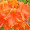 Frontier Gold Aromi Azalea (Rhododendron Hybrid) - 1 Gallon Pot