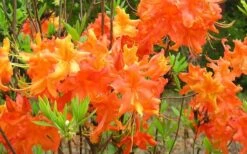Frontier Gold Aromi Azalea (Rhododendron Hybrid) - 3 Gallon Pot -Garden Plant Shop Native Azalea Frontier Gold 4 1