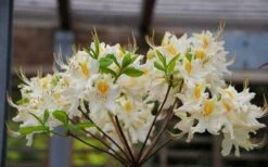 High Tide Aromi Azalea (Deciduous Rhododendron Hybrid) - 3 Gallon Pot 8 High Tide Aromi Azalea (Deciduous Rhododendron Hybrid) - 3 Gallon Pot -Garden Plant Shop Native Azalea High Tide 2 1