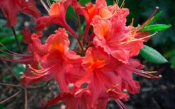 Jeb Stuart Native Azalea (Rhododendron) - 3 Gallon Pot 9 Jeb Stuart Native Azalea (Rhododendron) - 3 Gallon Pot -Garden Plant Shop Native Azalea Jeb Stuart 2