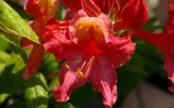 Jeb Stuart Native Azalea (Rhododendron) - 3 Gallon Pot 8 Jeb Stuart Native Azalea (Rhododendron) - 3 Gallon Pot -Garden Plant Shop Native Azalea Jeb Stuart 3