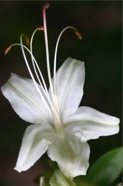 June Jubilee Aromi Azalea (Rhododendron Hybrid) - 3 Gallon Pot 7 June Jubilee Aromi Azalea (Rhododendron Hybrid) - 3 Gallon Pot -Garden Plant Shop Native Azalea June Jubilee 2